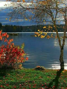 a lone tree sitting next to a body of water with fall leaves on the ground