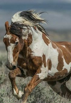 a brown and white horse running in the grass