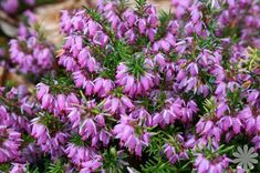 purple flowers are blooming in the garden