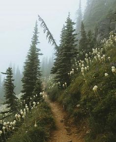 the trail is surrounded by tall pine trees and foggy mountains in the back ground