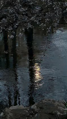 a full moon is reflected in the water next to some rocks and trees with white flowers