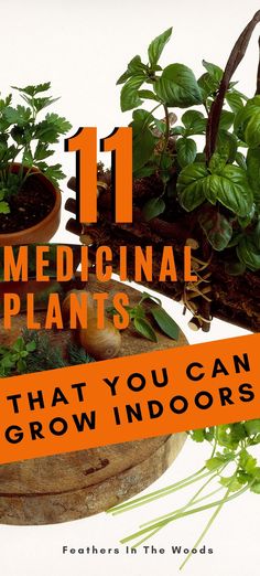 there are 11 medical plants that you can grow in indoor pots and potted plants