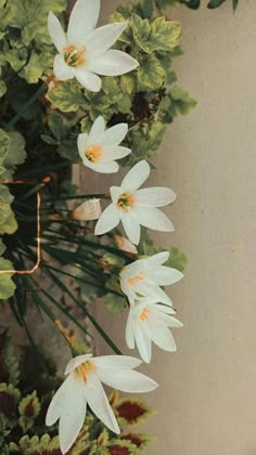 some white flowers and green leaves on a table