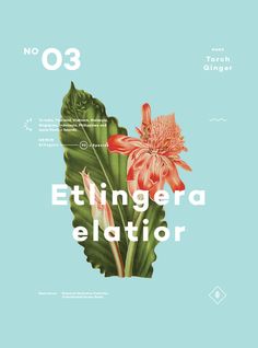 an image of a flower with the words,'effingera elatir '