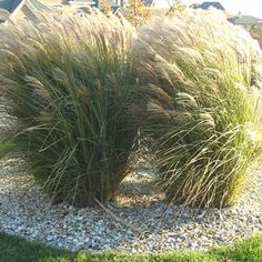 some very pretty plants in the middle of a big yard with rocks and gravel around it