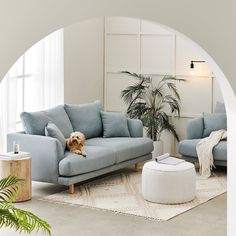 a dog sitting on the back of a blue couch in a living room next to a potted plant