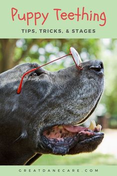 a dog wearing glasses with the words puppy teeth tips, tricks and stages on it