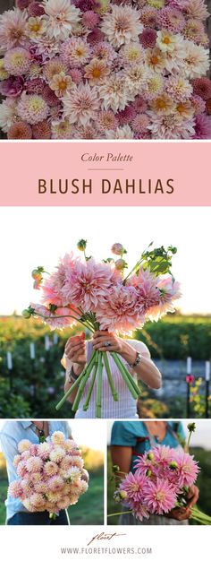 pink and white flowers are being held by two women in front of them, with the words color palette blush dahlas