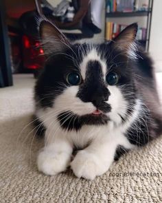 a black and white cat sitting on the floor looking at the camera with its eyes wide open