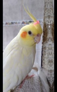 a yellow and white bird is standing next to a palm tree with its head turned towards the camera