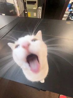 a white cat yawning while sitting on top of a table with its mouth open