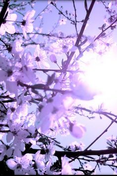 the sun shines brightly through some white flowers on a tree in front of a blue sky