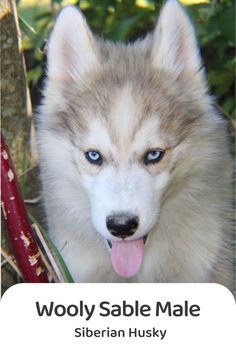 a white and brown husky dog with blue eyes sitting next to a red stick that says wooly table male siberian husky