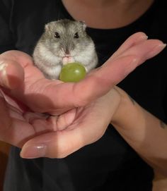 a person holding a small rodent in their palm with a green ball in it's hand