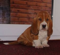 a brown and white dog sitting on top of a red rug next to a door