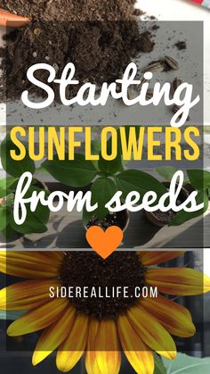 sunflowers and dirt with the words starting sunflowers from seeds on top