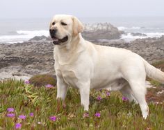 a large white dog standing on top of a lush green field next to the ocean