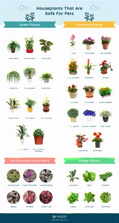 an info sheet showing different types of houseplants that are safe for dogs and cats