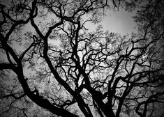 black and white photograph of tree branches against cloudy sky