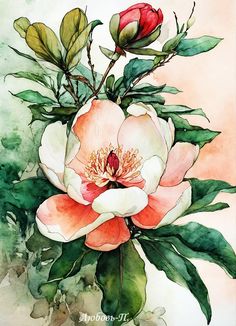 a watercolor painting of a pink and white flower with green leaves on the side