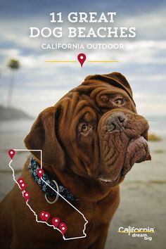 a brown dog sitting on top of a beach next to the ocean with red marker markers