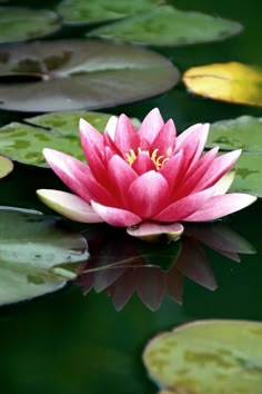 a pink water lily floating on top of green leaves