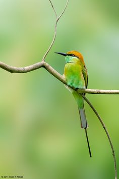 a colorful bird sitting on top of a tree branch