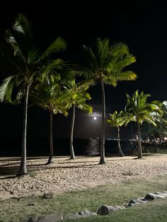 palm trees line the beach at night time