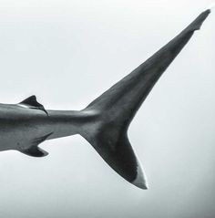 a black and white photo of a shark