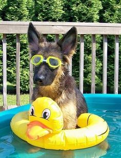 a dog wearing goggles sitting in a pool with a rubber duck