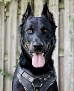 a large black dog wearing a leather collar with studs on it's sides