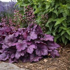 some purple flowers are growing in the dirt