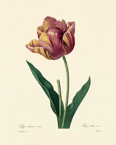 an illustration of two flowers with green leaves