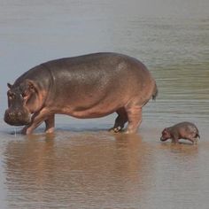 a hippopotamus and its baby in the water