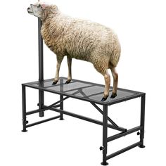 a sheep standing on top of a metal platform