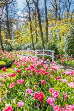 a white bench sitting in the middle of a garden filled with lots of pink flowers