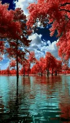 red trees are reflected in the water on a sunny day with blue skies and clouds