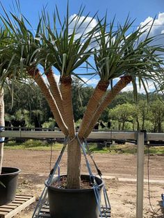 Dragon Tree (Dracaena Draco) - Designer Trees Australia Dragons Blood