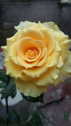 a yellow rose is blooming in the garden