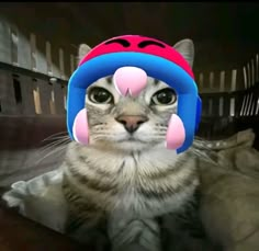 a cat wearing a pink and blue hat with ears on it's head, looking at the camera