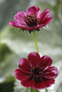 two red flowers with green leaves in the background