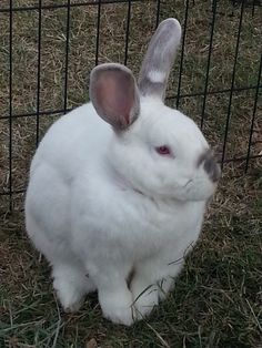 a white rabbit sitting in the grass next to a fence