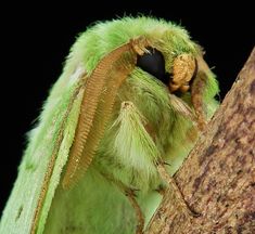 a green and black insect sitting on top of a tree