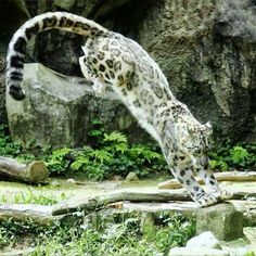 a white and black spotted cat is jumping in the air over some rocks while another animal looks on