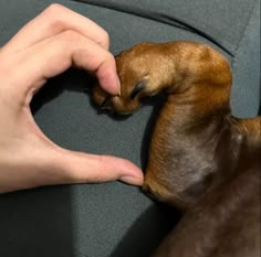 a person is petting a small dog on the couch