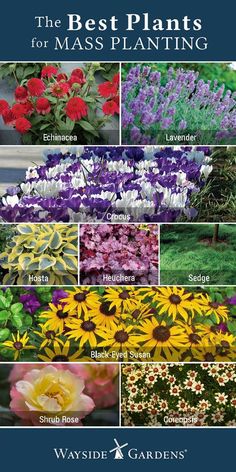 the best plants for mass planting by various types of flowers and their names on it