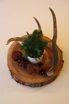 an antler's head is sitting on top of a tree stump with pine cones