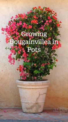 growing bougainvilleea in pots is an easy way to keep the garden fresh