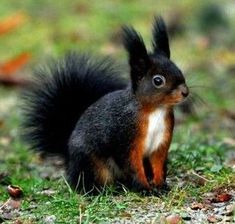 a black and brown squirrel standing on top of grass