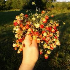 a hand is holding a bunch of berries in the grass with trees in the background